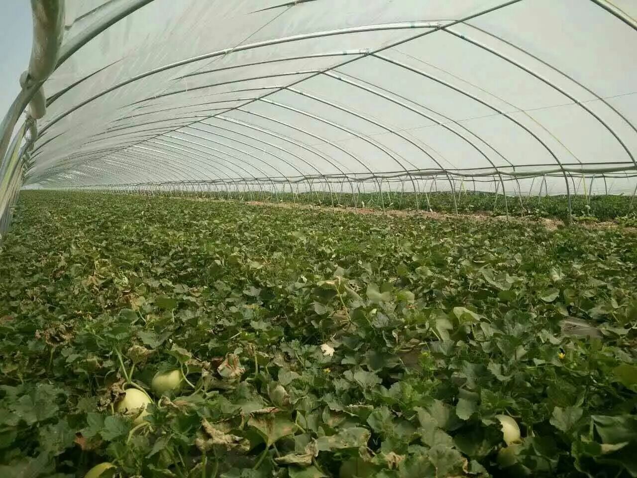 一座现代化玻璃温室内,整齐排列的白玉甜瓜藤蔓沿吊蔓系统向上生长,藤上挂着多个即将成熟的乳白色甜瓜,工人正在田间进行疏果作业,阳光透过棚顶洒落,营造出高效农业的科技感氛围 现代化温室中的白玉甜瓜藤蔓挂果场景