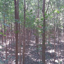 大叶女贞4~6cm