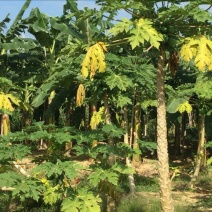 大青木瓜