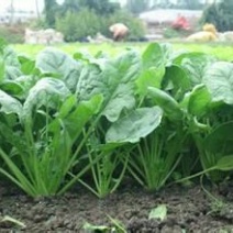 大叶菠菜15~20厘米