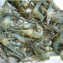 河虾冰鲜虾26~30只/kg