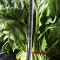 大叶菠菜25~30厘米