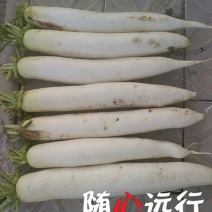 白萝卜