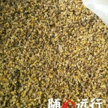 野菊花颗粒