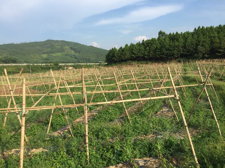 淮山药搭架引蔓与滴灌系统布置