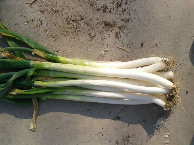 洋葱嫩叶与老化抽薹叶对比图:直观呈现可食与禁食状态的核心差异——色泽、质地、长度及基部特征,辅助消费者现场判别 对比图:左侧为新鲜洋葱嫩叶(翠绿、中空、柔韧),右侧为老化抽薹叶(浅黄、纤维化、基部木质化),两者并排置于白瓷盘,标注尺寸线与状态说明文字