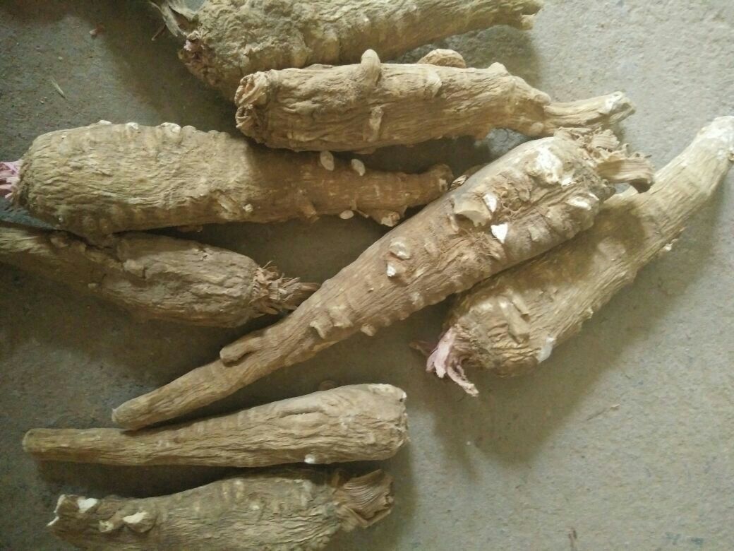干燥的白芷根呈圆柱形或圆锥形,表面灰黄色至黄棕色,有纵向皱纹和支根痕,质地坚硬,断面类白色,显粉性,气味芳香 白芷药材特写