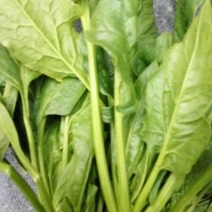 越冬菠菜15~20厘米