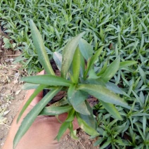 荷兰菊价格荷兰菊供应荷兰菊