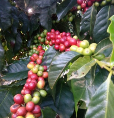 云南小粒咖啡豆 咖啡苗