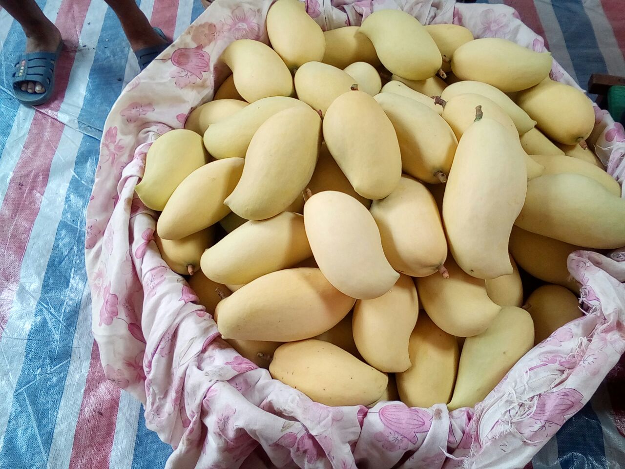 鹰嘴芒果特写