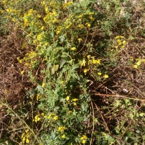 野菊花统货