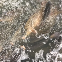 池鲤鱼1~2公斤食用