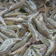 河虾活虾13~15只/kg