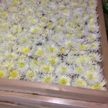 白菊花茶