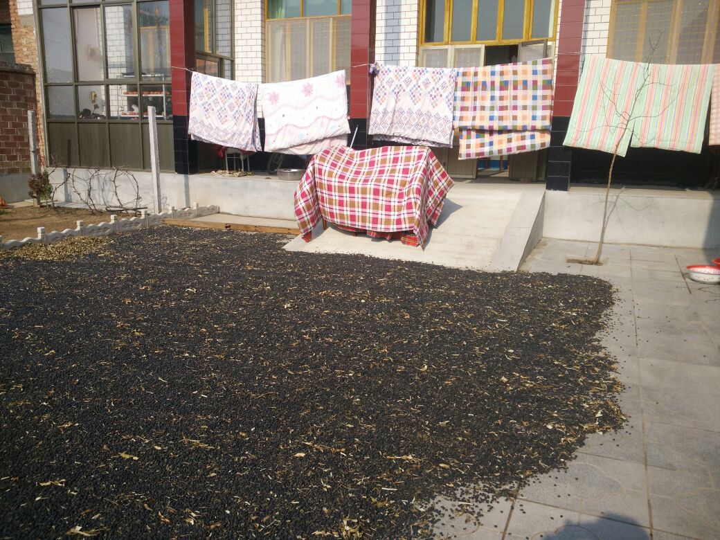农村院落中大片铺开的黑扁豆正在阳光下晾晒,豆粒乌黑整齐,农民正在翻动豆子以确保干燥均匀,背景可见传统农具和堆叠的竹席,体现原生态生产方式 黑扁豆晾晒场景