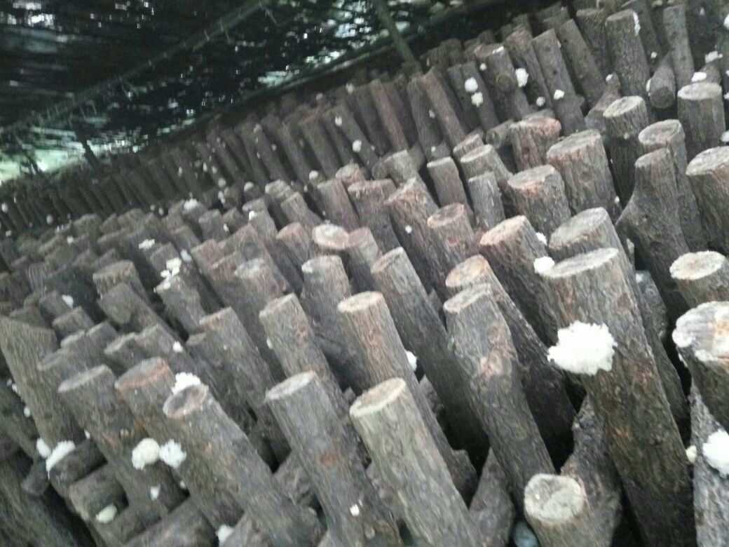 椴木银耳与代料银耳栽培模式对比图