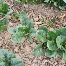 大叶菠菜20~25厘米