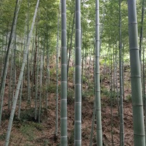 竹子11~12m