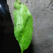 秋菠菜15~20厘米