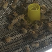 脱温鸡