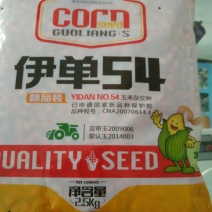 玉米种子