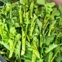 油菜苔10~15厘米