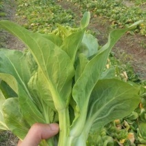 菜苔20~30厘米
