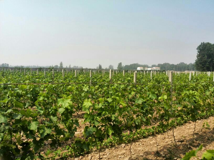 俯瞰一片整齐规划的维多利葡萄种植园, rows of grapevines extend into the distance with trellis systems clearly visible, ripe golden clusters hanging beneath lush green leaves, located in a high-altitude sunny region, showing healthy growth and uniform canopy management 维多利葡萄种植园航拍图