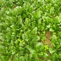 大叶菠菜15~20厘米