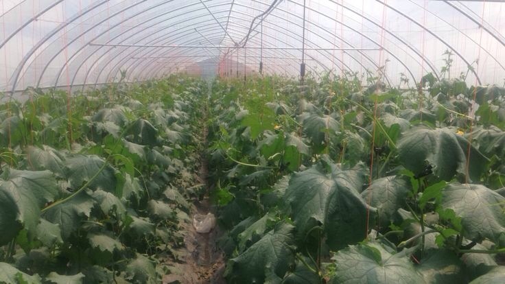 丝瓜大棚内生物菌剂灌根操作实景