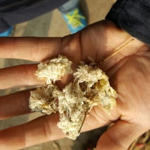 杭州白菊散装