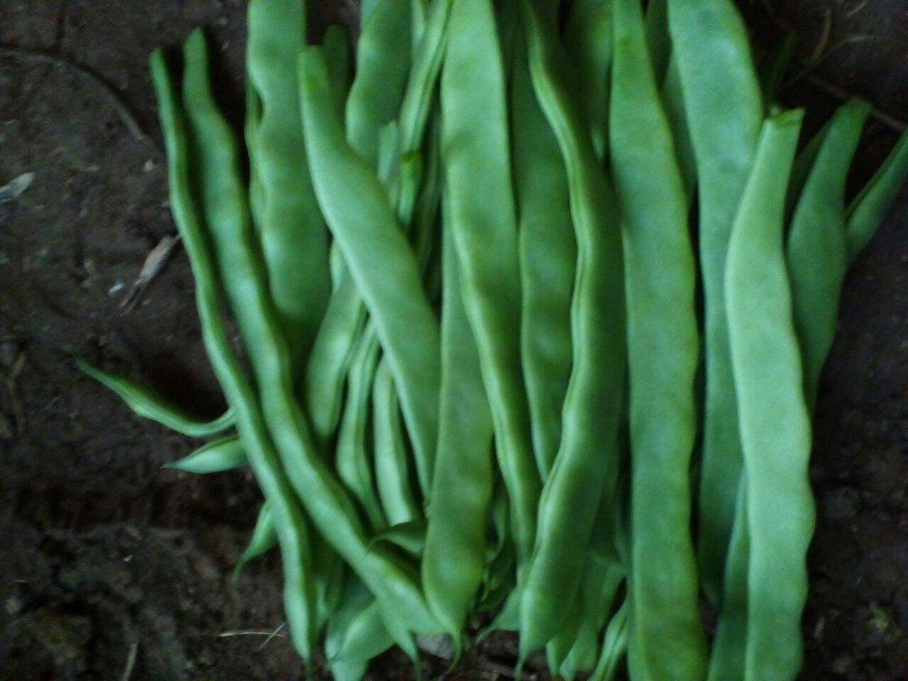 市场上的芸豆与无筋豆对比图