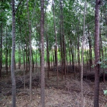 榆树8~10cm6~8cm4m以上