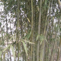 绿竹2~3m