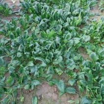黑叶菠菜15~20厘米