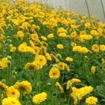 扶郎花非洲菊18枝一扎浙江海宁基地发货