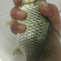 黄金鲫食用
