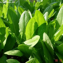 油麦菜25~30厘米以上
