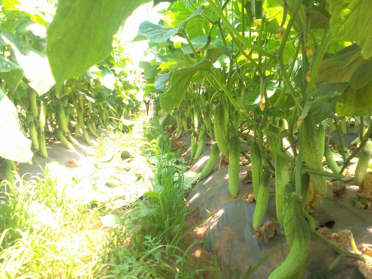 一片整齐的冰翡翠旱黄瓜种植基地,植株健壮,藤蔓茂盛,翠绿的黄瓜悬挂在叶间,阳光照射下瓜皮泛着晶莹光泽,背景为北方丘陵旱地农田,远处有农民正在采收 冰翡翠旱黄瓜田间生长实景