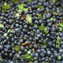 矮丛蓝莓鲜果4~6mm以上