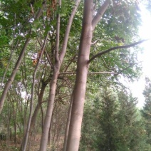 栾树4~6cm4~6cm2.5~3米