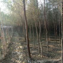 榆树6~8cm6~8cm3~3.5m