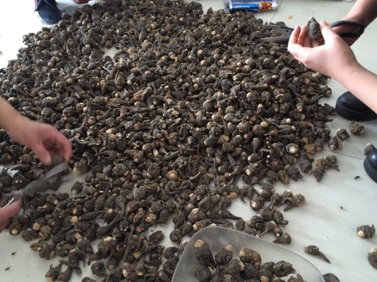 实验室研究人员在检测黑玛卡提取物