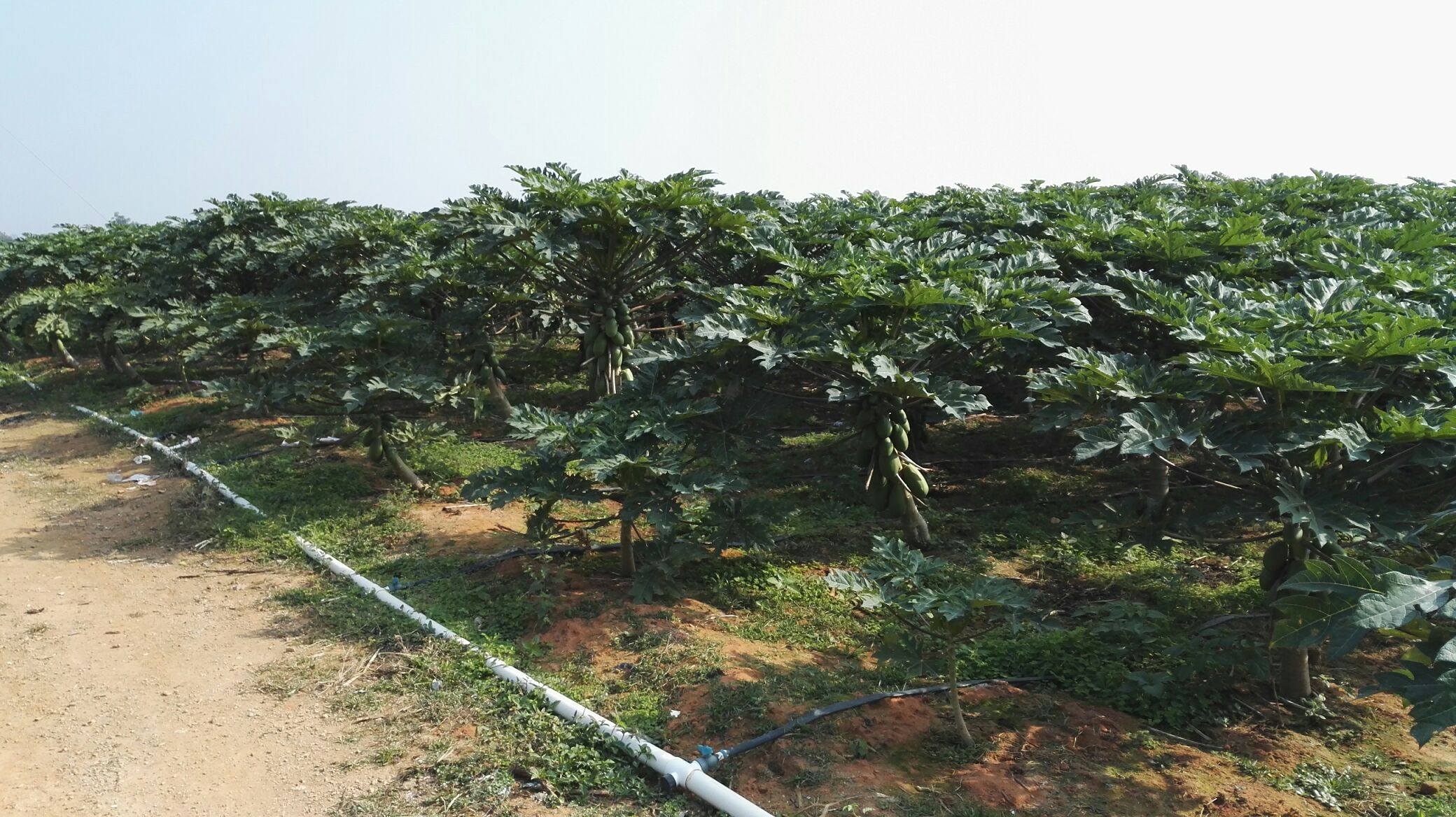 木瓜果园滴灌系统现场图