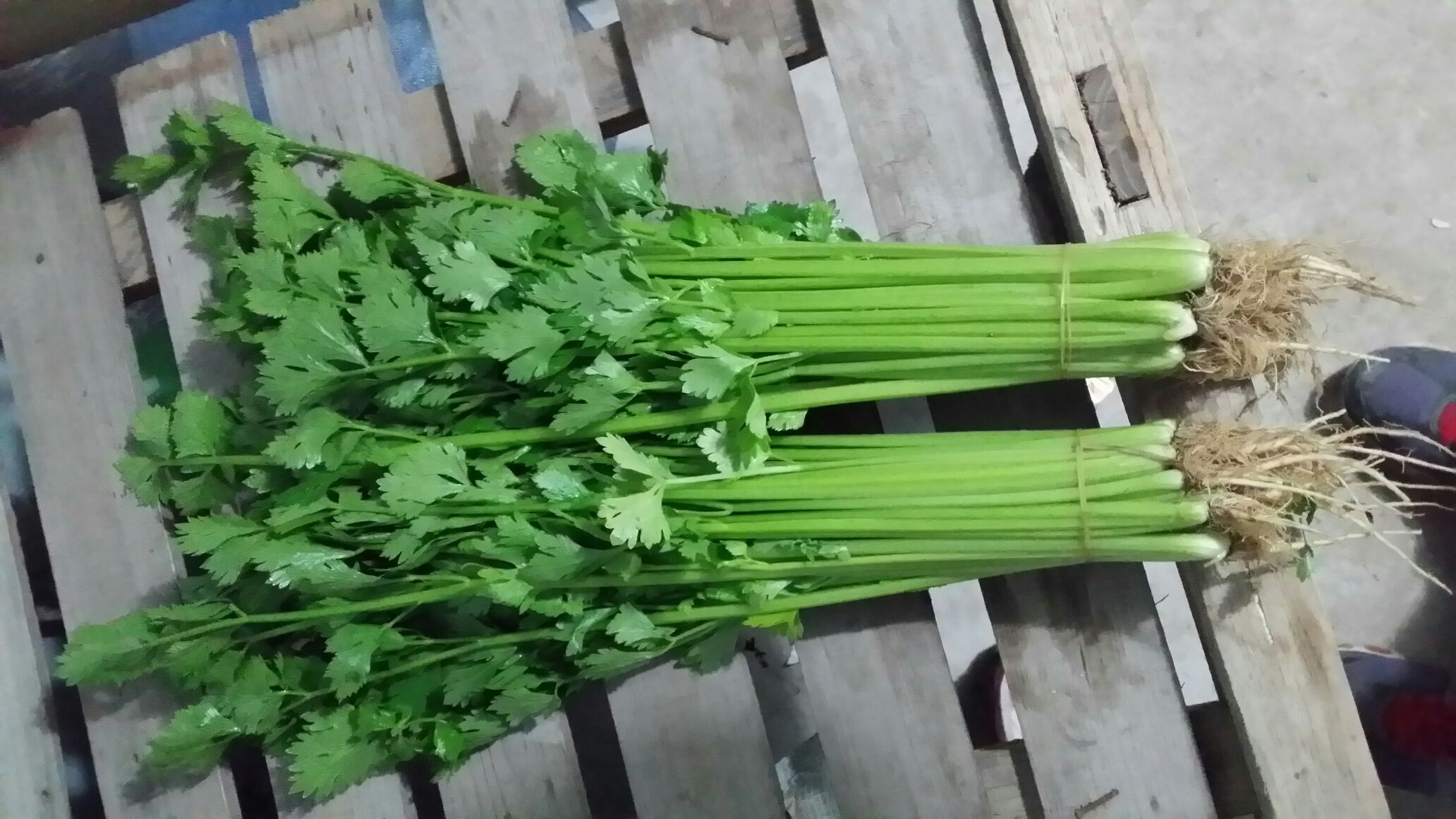 香芹叶与香芹茎一起剁碎用于包饺子 香芹叶与香芹茎一起剁碎用于包饺子