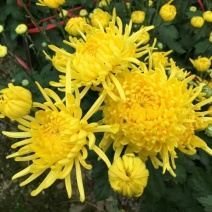 菊花茶开花