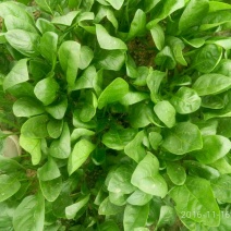 小叶菠菜15~20厘米