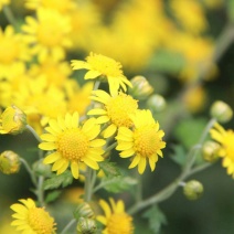 野菊花颗粒