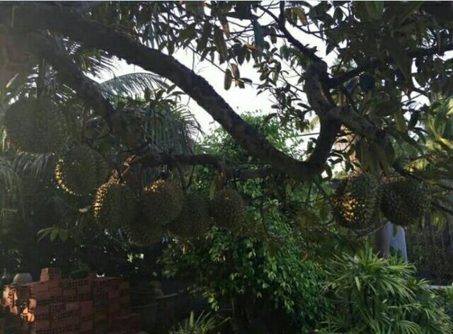 一名马来西亚果农正在清晨巡视榴莲林,弯腰捡拾夜间自然掉落的猫山王榴莲果实。地面覆盖落叶层,树木高大,阳光透过树冠洒下斑驳光影。果实外壳深绿带褐斑,刺尖锐,放置于竹篮中 猫山王榴莲自然掉落采摘场景